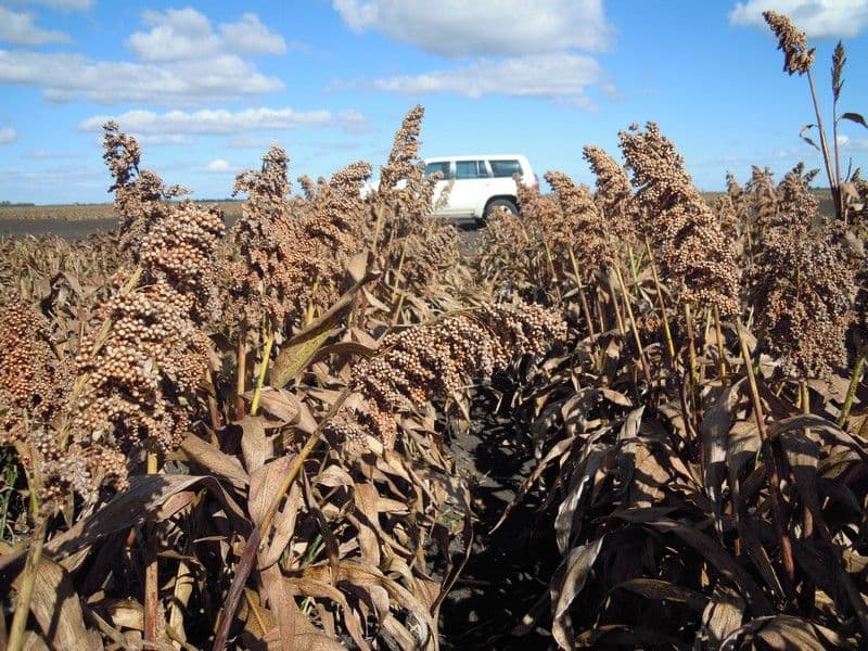 CECIL PLAINS QLD 4407, Cecil Plains - Thumbnail 4