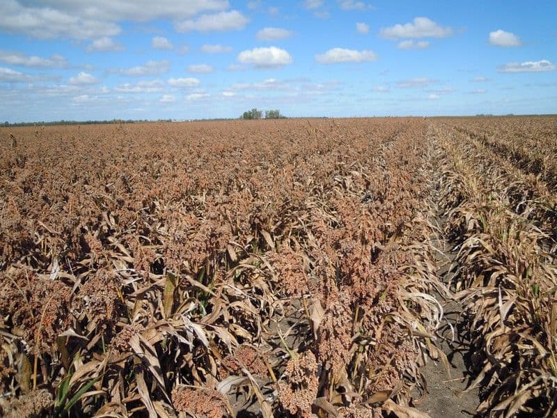 CECIL PLAINS QLD 4407, Cecil Plains - Thumbnail 6