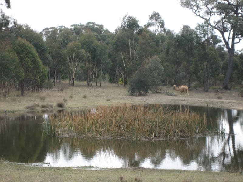 949 Cullulla Road, TARAGO NSW 2580, Tarago - Thumbnail 6
