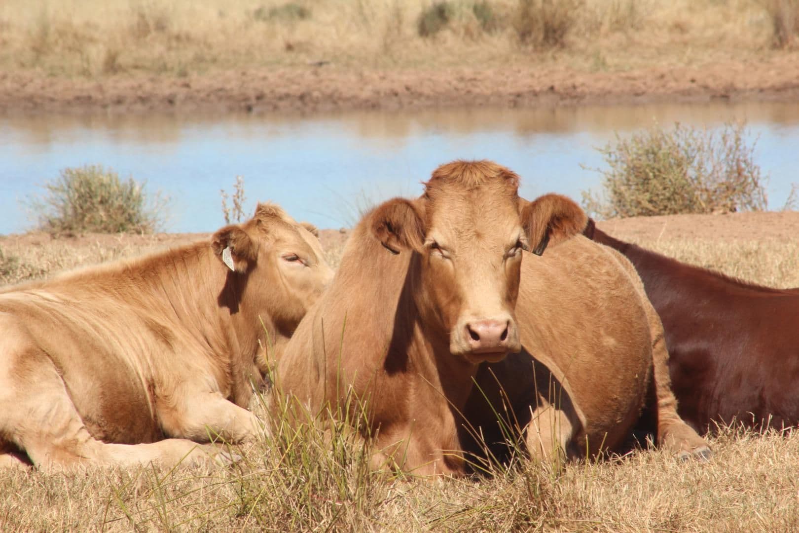 11508 Barwon Highway, GOONDIWINDI QLD 4390, Goondiwindi - Thumbnail 3