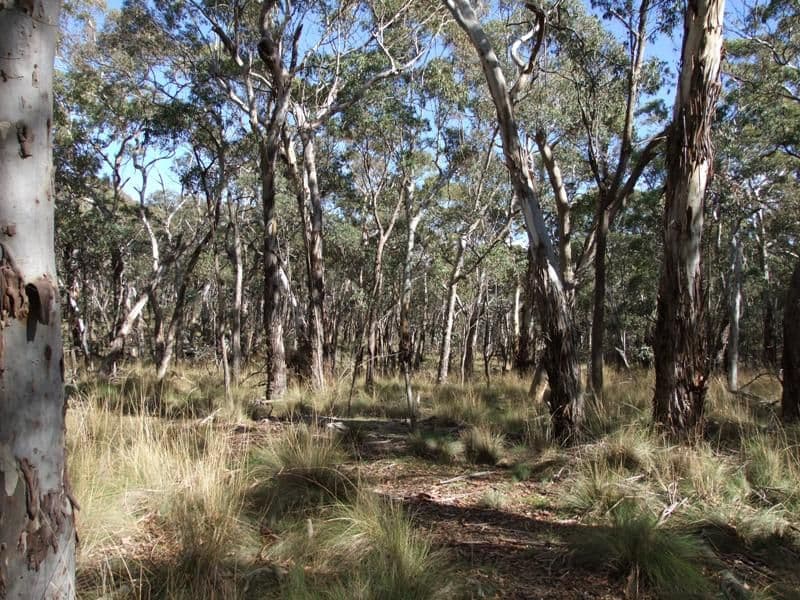 809 Dark Corner Road, BATHURST NSW 2795, Bathurst - Thumbnail 8