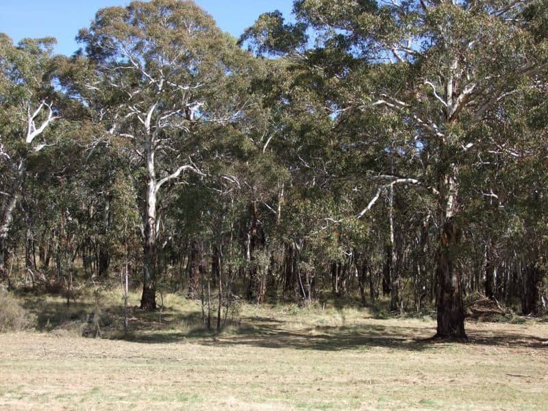 809 Dark Corner Road, BATHURST NSW 2795, Bathurst - Thumbnail 6