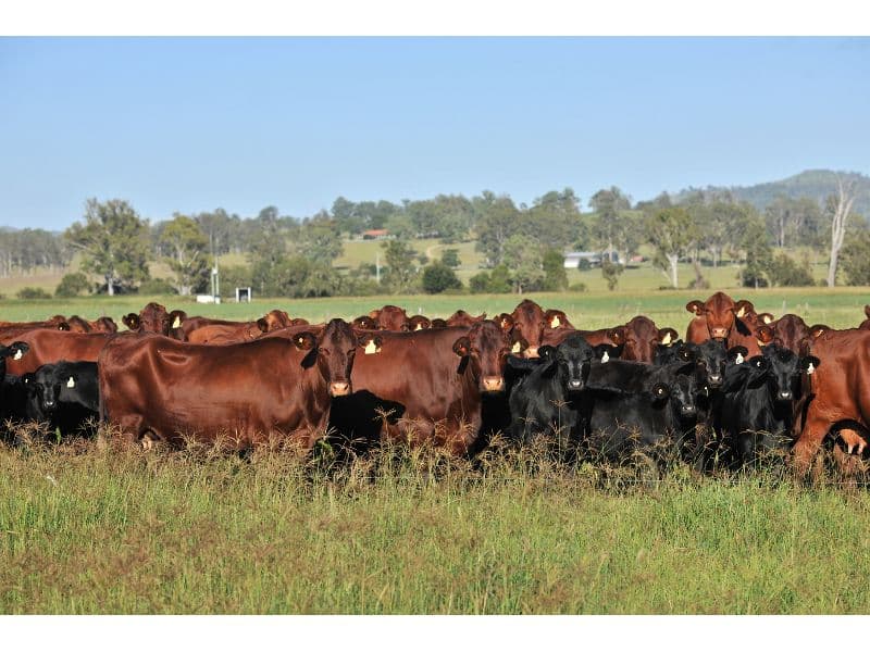 308 Lambert Road, BEAUDESERT QLD 4285, Beaudesert - Image 1