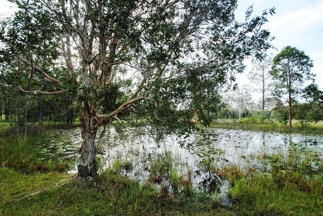 29 Stewart Road, COONDOO QLD 4570, Coondoo - Thumbnail 3