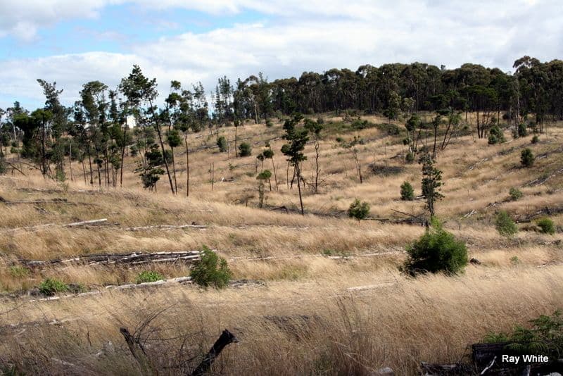 5685 Back Creek Road, BRAIDWOOD NSW 2622, Braidwood - Image 1