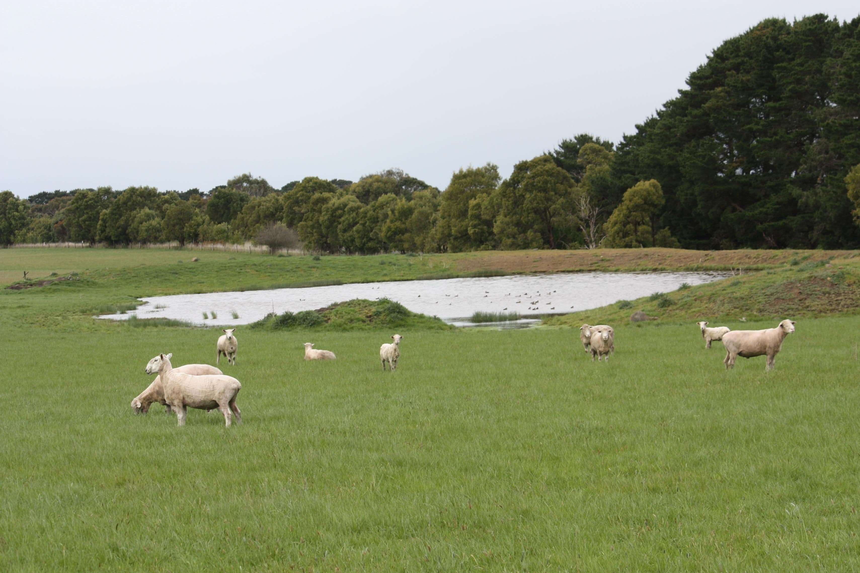 1432 Kangertong Road, BROADWATER VIC 3301, Broadwater - Thumbnail 7