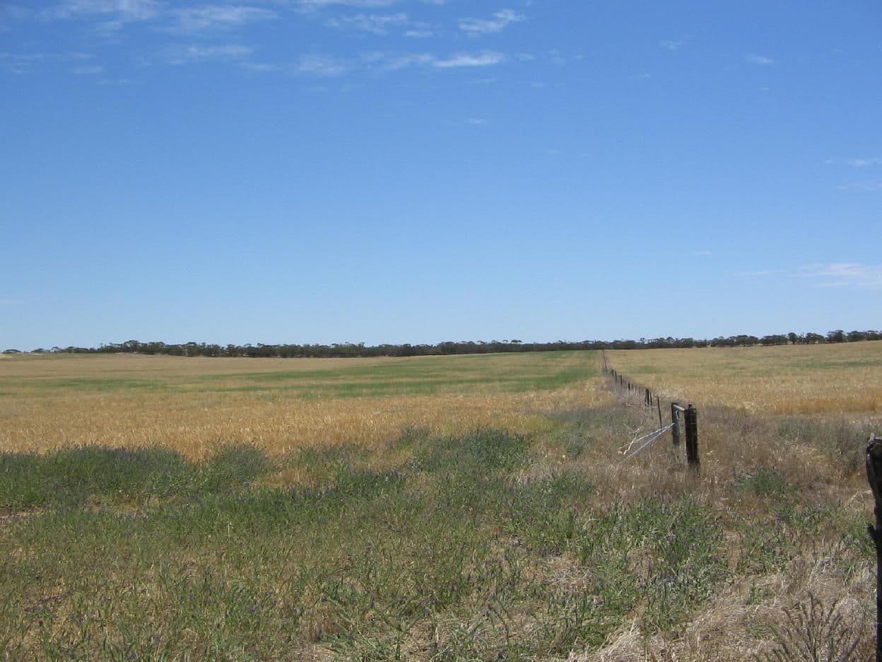 Lot 51 Mulpata Road, LAMEROO SA 5302, Lameroo - Image 1