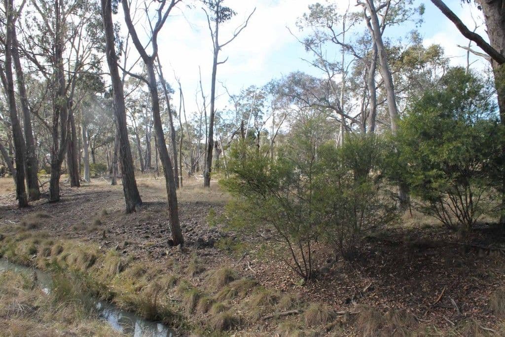 "Twin Pines" Wellington Vale Road, EMMAVILLE NSW 2371, Emmaville - Thumbnail 4