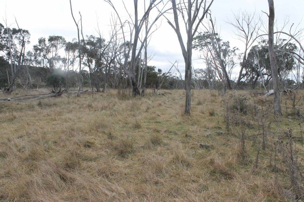 "Twin Pines" Wellington Vale Road, EMMAVILLE NSW 2371, Emmaville - Thumbnail 7