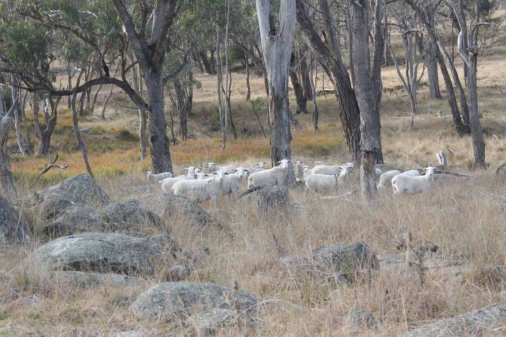 "Twin Pines" Wellington Vale Road, EMMAVILLE NSW 2371, Emmaville - Thumbnail 3