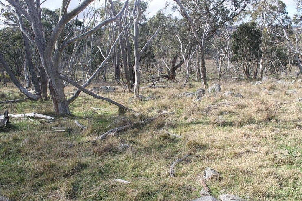 "Twin Pines" Wellington Vale Road, EMMAVILLE NSW 2371, Emmaville - Thumbnail 6