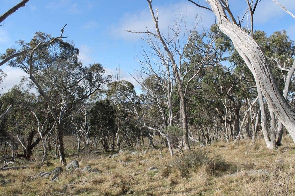 "Twin Pines" Wellington Vale Road, EMMAVILLE NSW 2371, Emmaville - Thumbnail 8