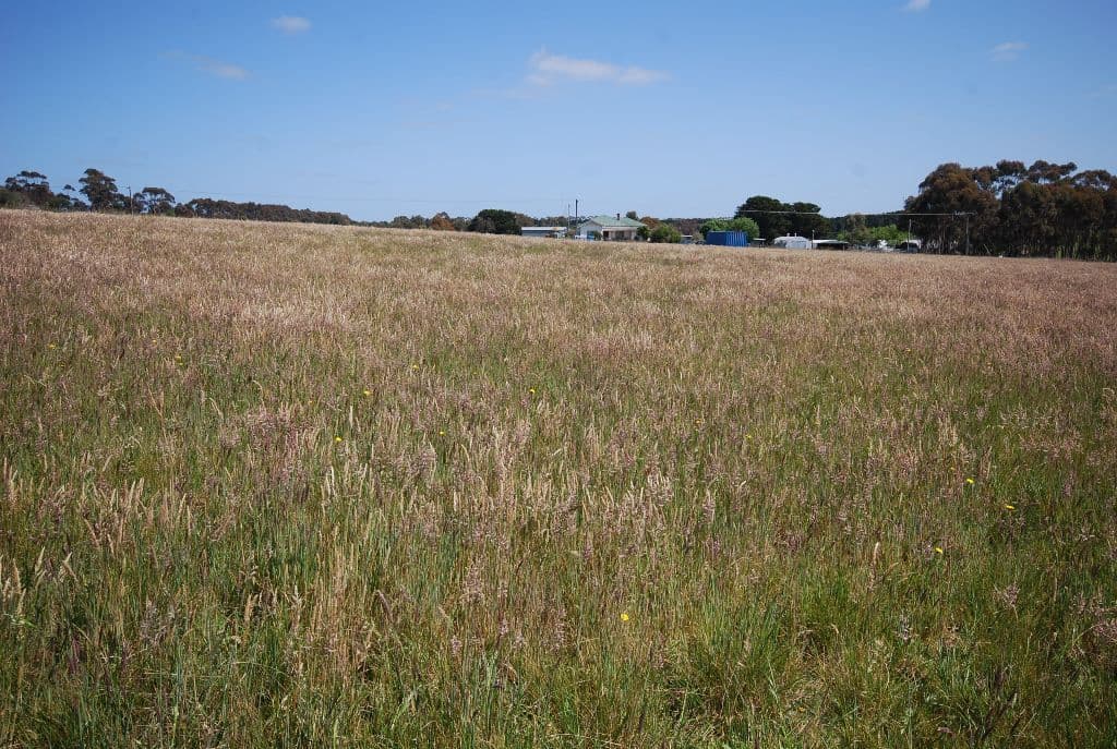 Lot 1 Brown Street, LISMORE  Victoria  3324, Australia, Lismore - Thumbnail 4