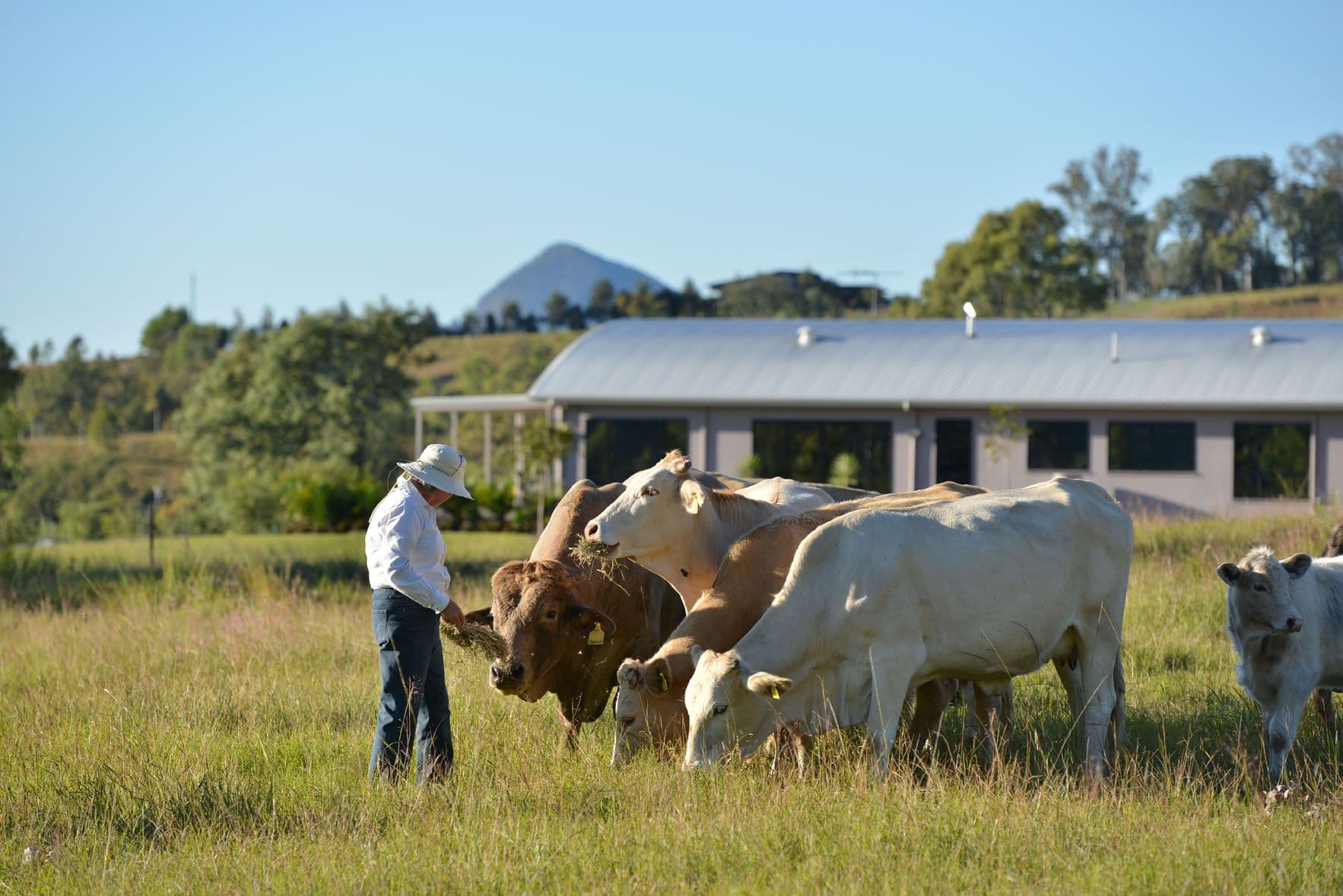 148 Ryan Road, TAROME QLD 4309, Tarome - Thumbnail 8