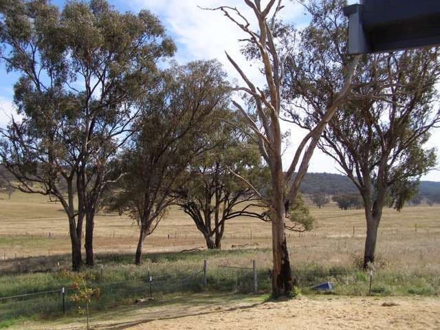 921 Peabody Road, MOLONG NSW 2866, Molong - Thumbnail 8