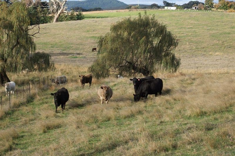 2 Milpost Creek Road, BLAYNEY NSW 2799, Blayney - Thumbnail 6