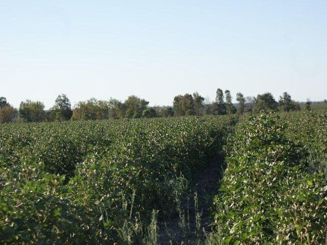 GLENMORGAN QLD 4423, Glenmorgan - Thumbnail 5