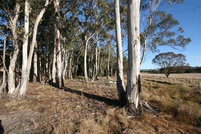 101 Tuglow Road, GINGKIN NSW 2787, Gingkin - Thumbnail 2