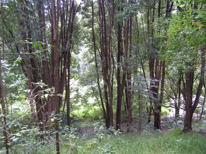200 Adcocks Road, STOKERS SIDING NSW 2484, Stokers Siding - Thumbnail 2