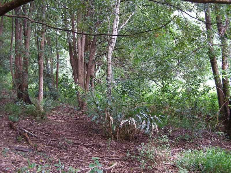 200 Adcocks Road, STOKERS SIDING NSW 2484, Stokers Siding - Thumbnail 4