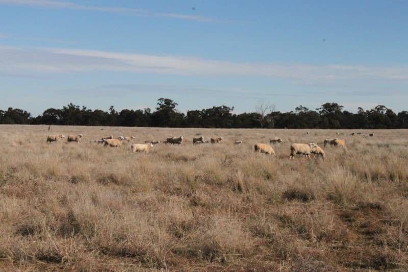 CONDOBOLIN NSW 2877, Condobolin - Image 1