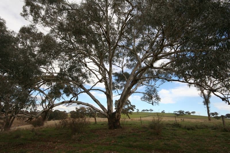 318 O'Connell Plains Road, O'CONNELL NSW 2795, O'Connell - Thumbnail 7