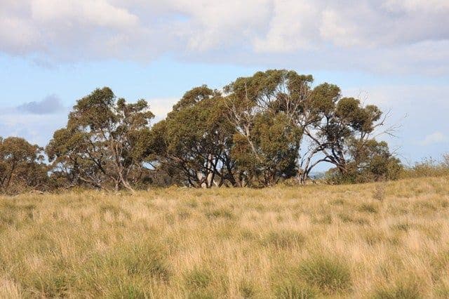 Lot 8 Law Road, ROCKLEIGH SA 5254, Rockleigh - Thumbnail 6