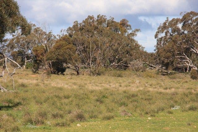Lot 8 Law Road, ROCKLEIGH SA 5254, Rockleigh - Thumbnail 4
