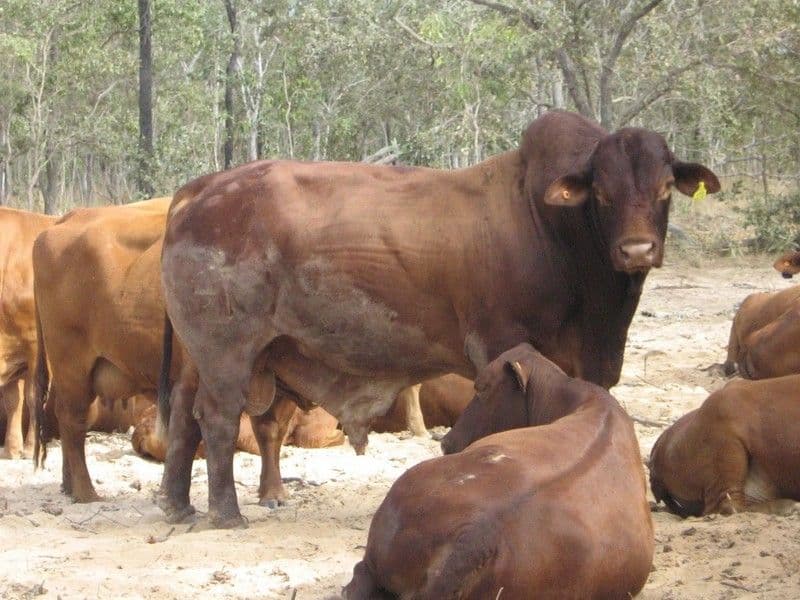 DIMBULAH QLD 4872, Dimbulah - Thumbnail 2