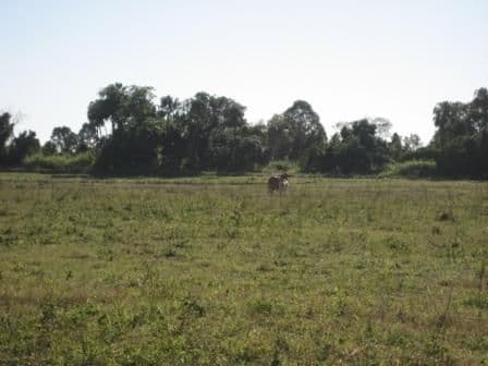 GIRU QLD 4809, Giru - Thumbnail 8