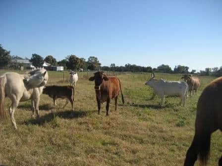 GIRU QLD 4809, Giru - Thumbnail 2