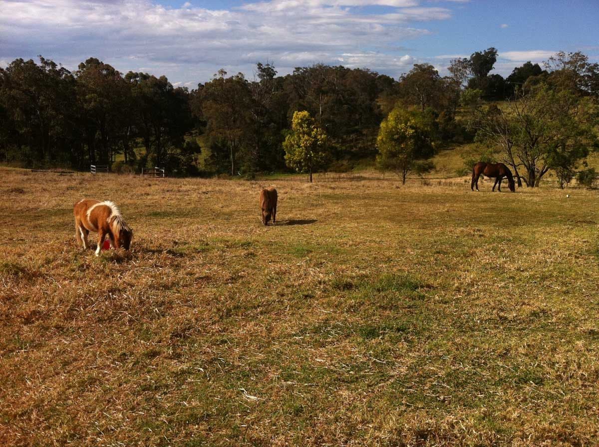 50 Recreation Reserve Road, HIGHFIELDS QLD 4352, Highfields - Thumbnail 5