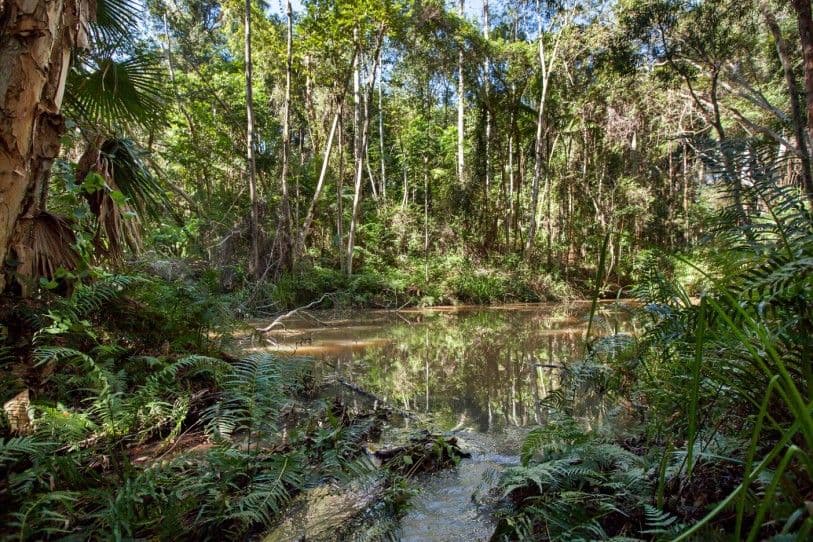 63 Robinsons Road, EUDLO QLD 4554, Eudlo - Image 1