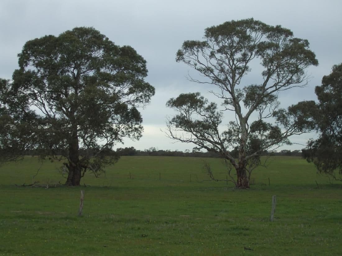 Lot 54 Obst's Road, MUNDULLA SA 5270, Mundulla - Image 1