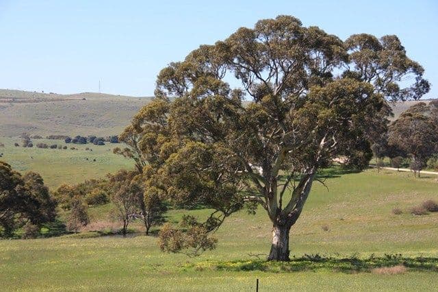 Lot 10 Wooley Road, HARROGATE SA 5244, Harrogate - Thumbnail 3