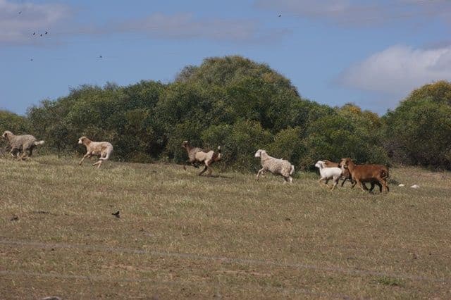 Lot 51 Mt Horner Road West, ALLANOOKA WA 6525, Allanooka - Thumbnail 3