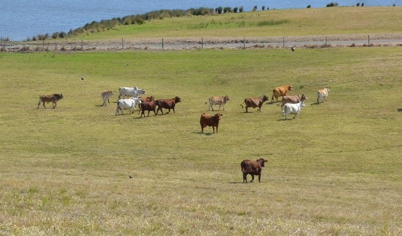 CONONDALE QLD 4552, Conondale - Thumbnail 2