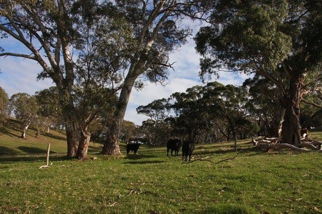 2637 Strathalbyn Road, MACCLESFIELD SA 5153, Macclesfield - Thumbnail 5