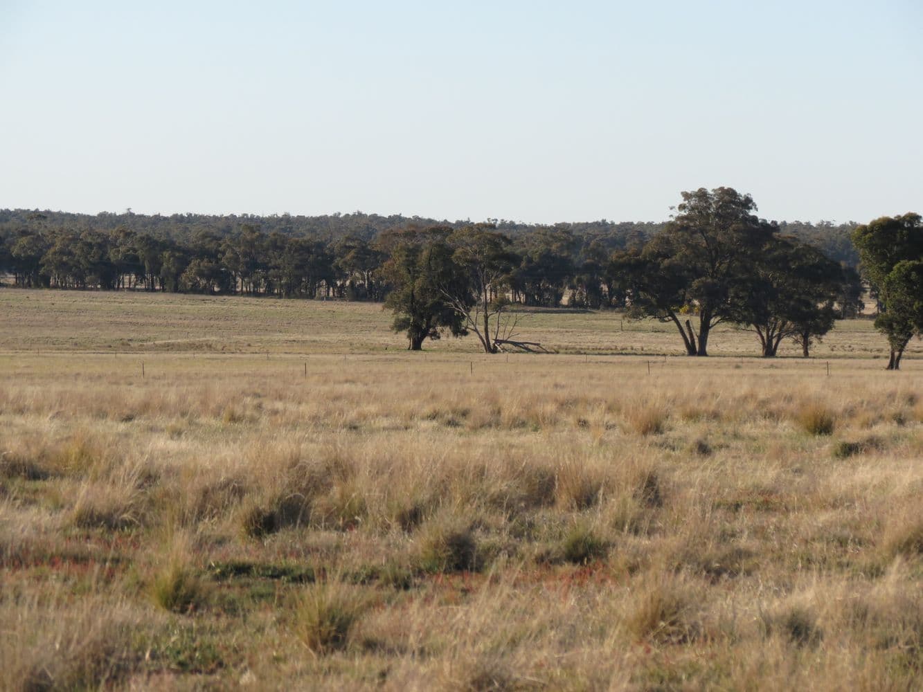 741 Lot 31 Thanowring Road, TEMORA NSW 2666, Temora - Thumbnail 6