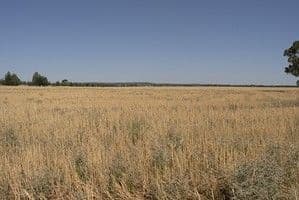 'MOORTANGI' Simpkin Lane and Huxley Road, TABBITA NSW 2652, Tabbita - Image 1