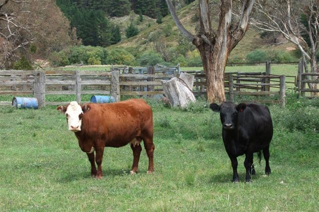 759 Jeremy Road, BURRAGA NSW 2795, Burraga - Thumbnail 2