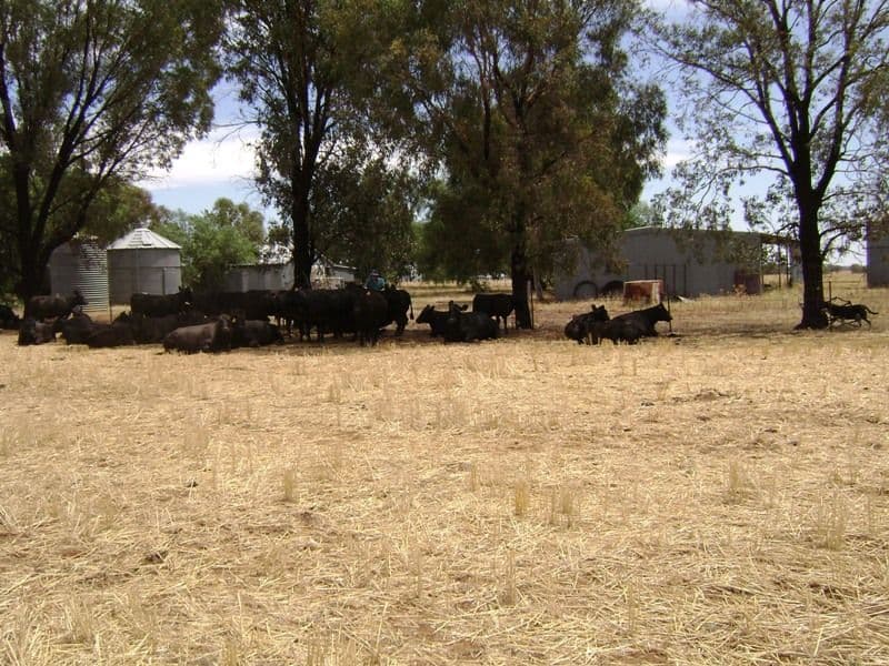299 Allens Road, COWRA NSW 2794, Cowra - Thumbnail 4