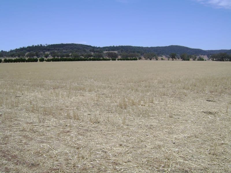299 Allens Road, COWRA NSW 2794, Cowra - Thumbnail 6