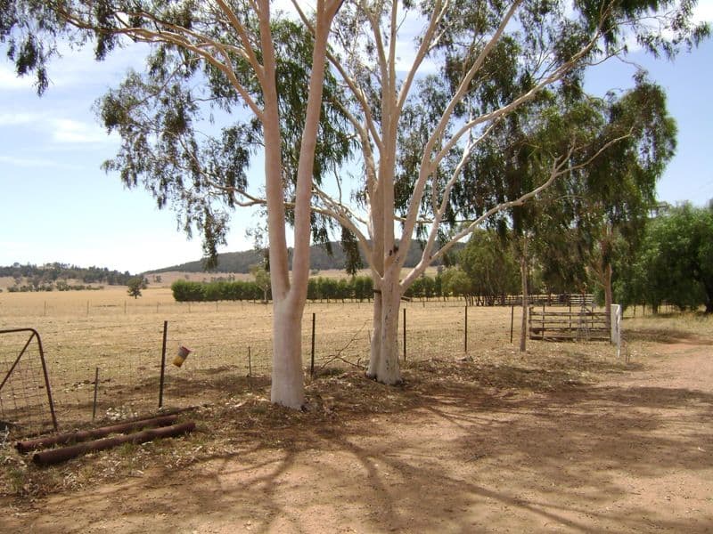 299 Allens Road, COWRA NSW 2794, Cowra - Thumbnail 3