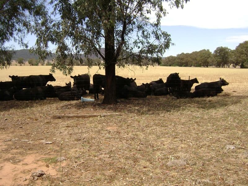 299 Allens Road, COWRA NSW 2794, Cowra - Thumbnail 5