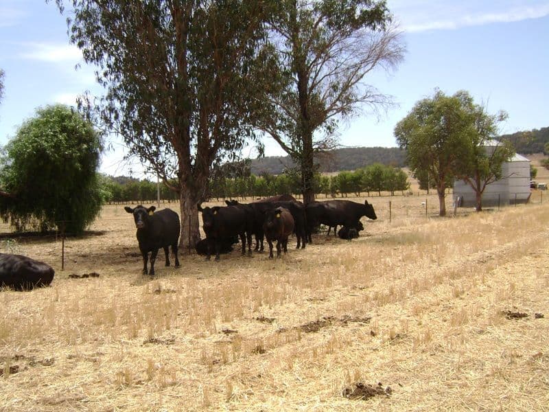 299 Allens Road, COWRA NSW 2794, Cowra - Image 1