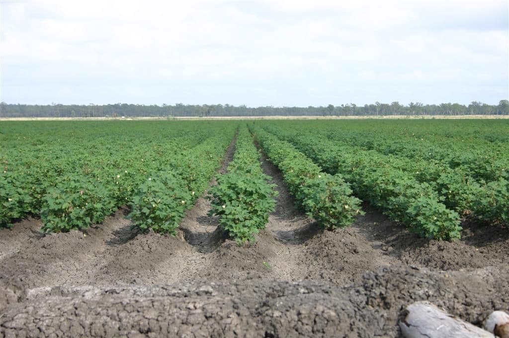DALBY QLD 4405, Dalby - Thumbnail 4