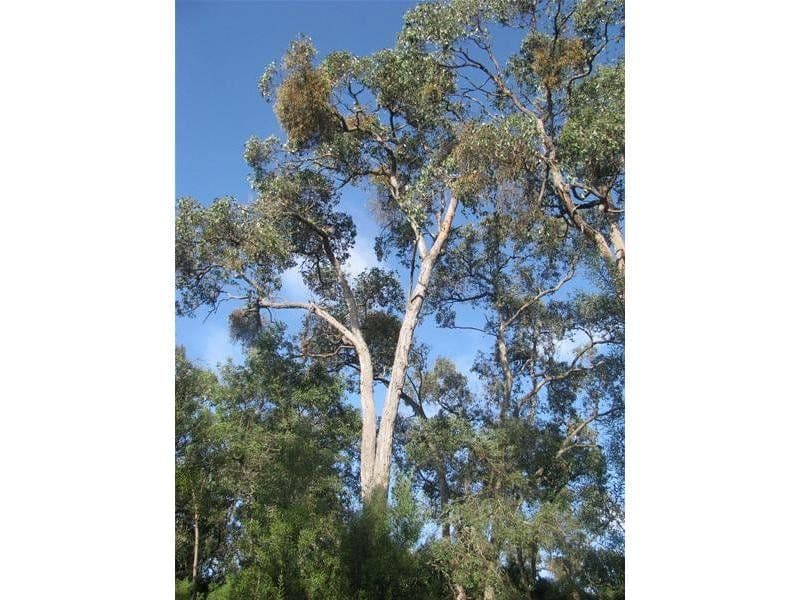 0 Hutchinsons Road, STRATHDOWNIE VIC 3312, Strathdownie - Thumbnail 4