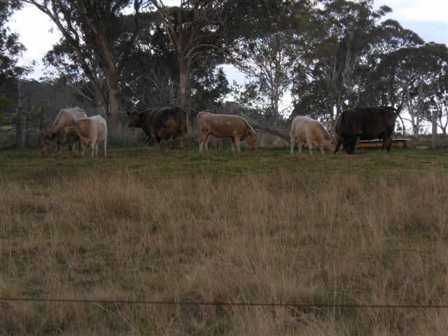 206 Ramsay School Road, RAMSAY QLD 4358, Ramsay - Thumbnail 2