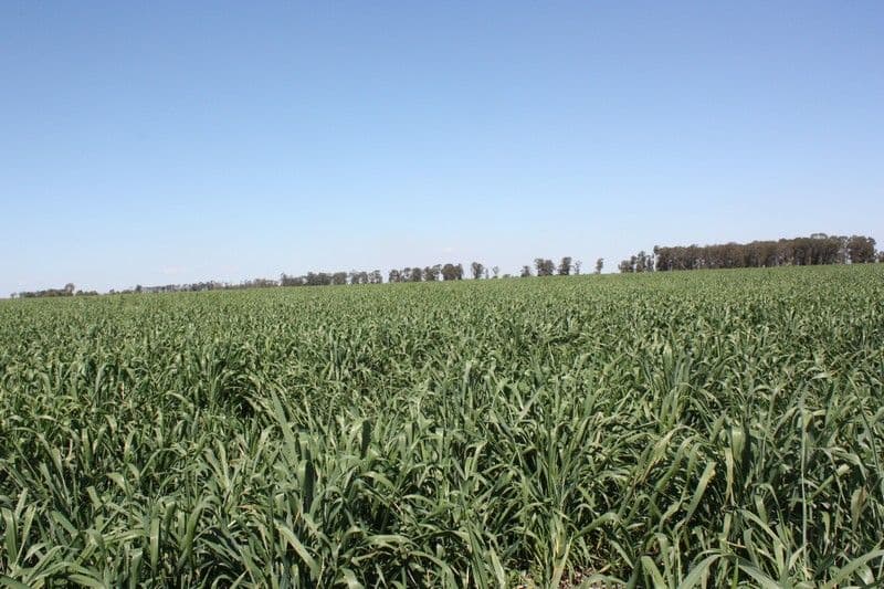 0 Evanslea Road, PITTSWORTH QLD 4356, Pittsworth - Thumbnail 4
